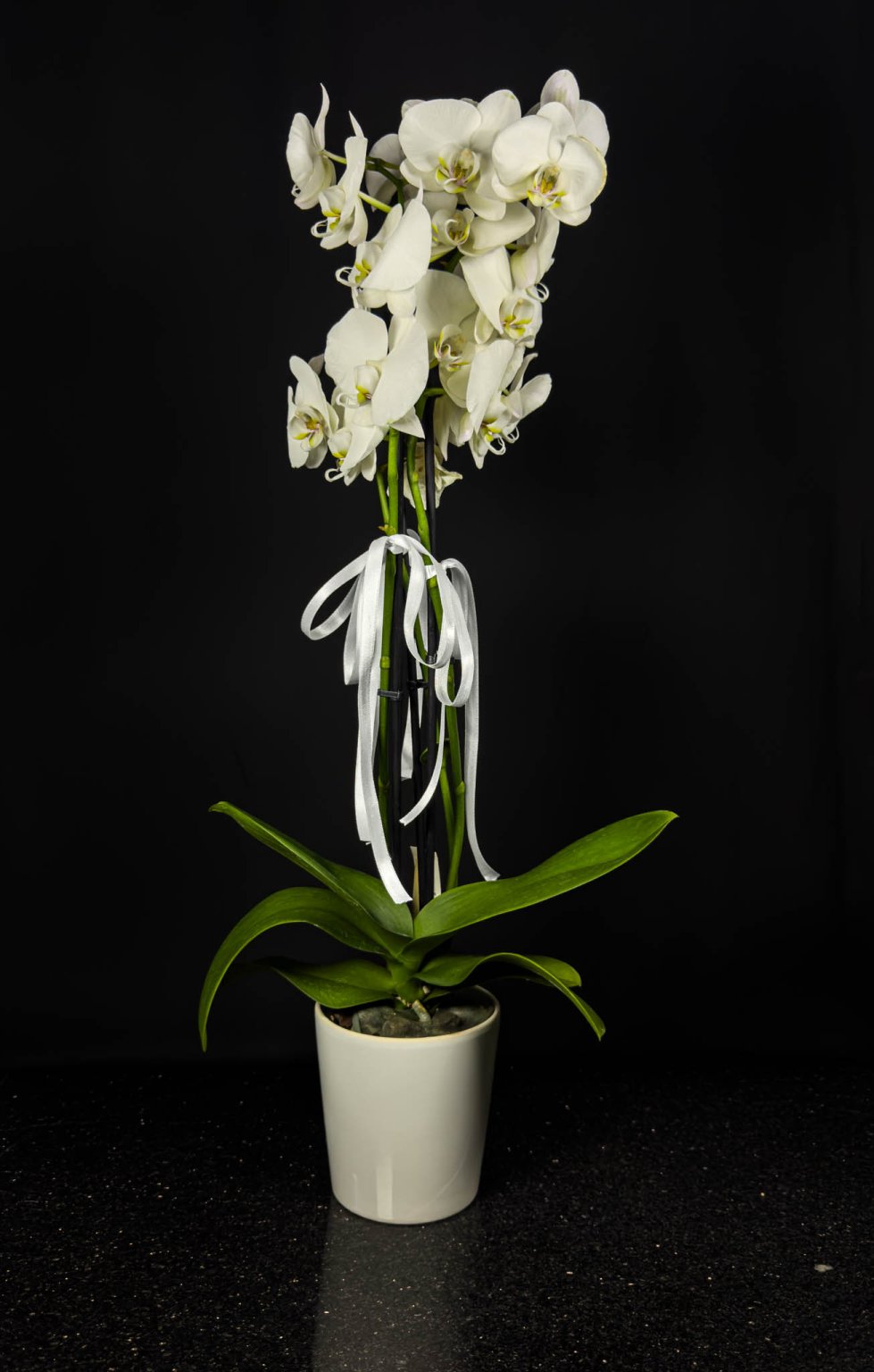 3 Dallı Beyaz Orkide