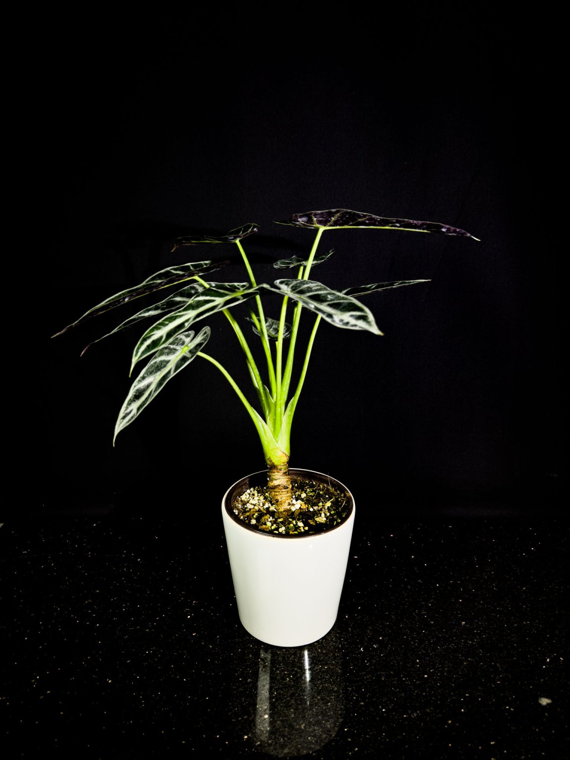 Alocasia Polly (Fil Kulağı) Kısa Boy