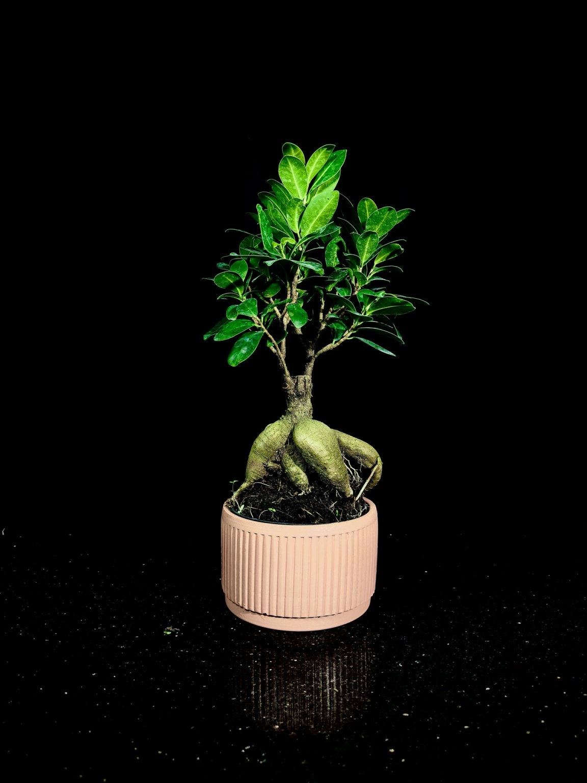 Bonsai Ağacı -  Kısa Boy