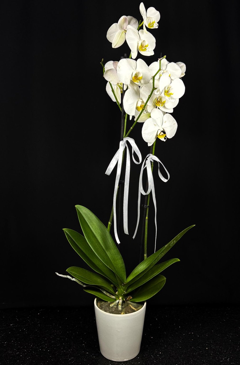 Çift Dallı Beyaz Orkide