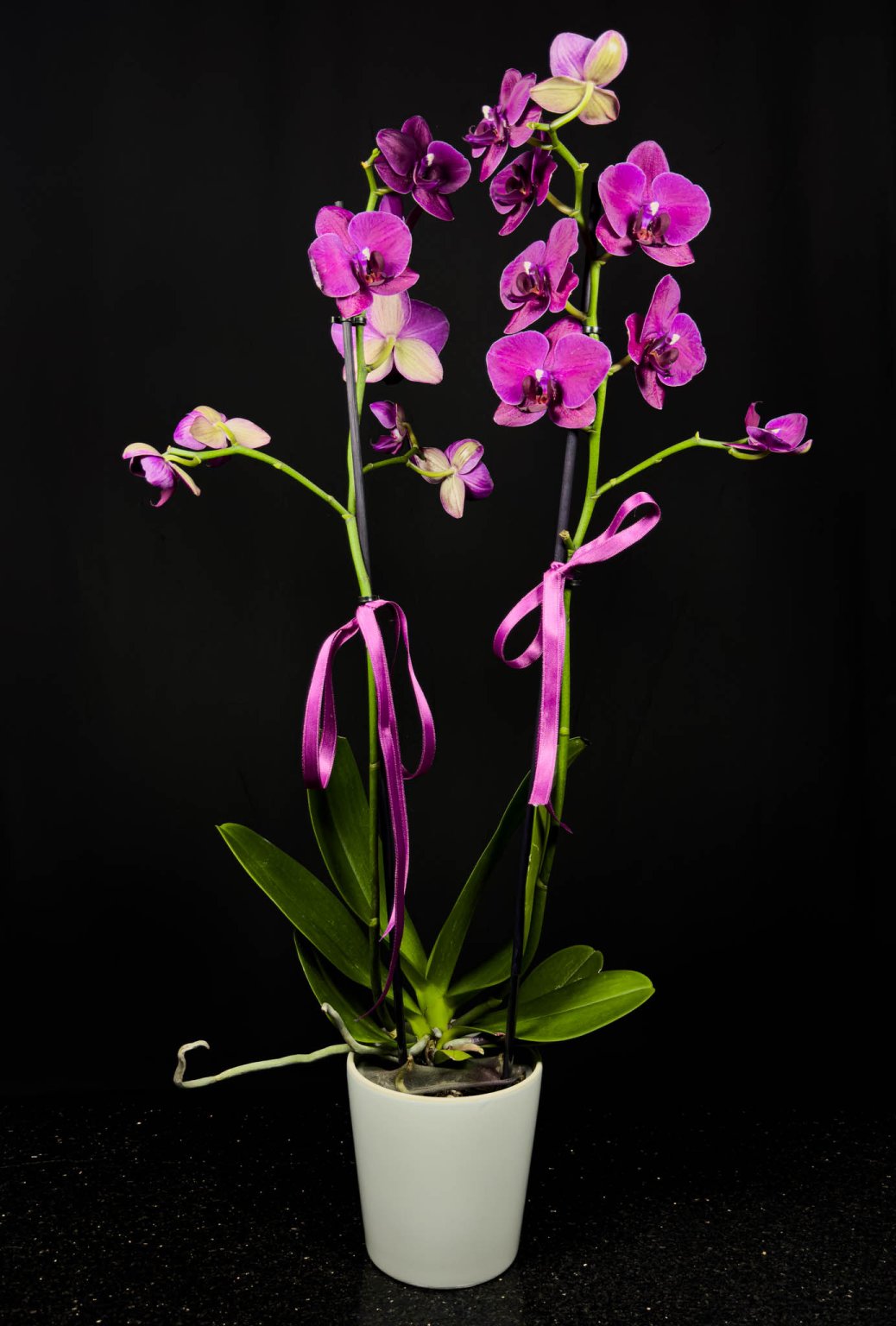 Çift Dallı Mor Orkide