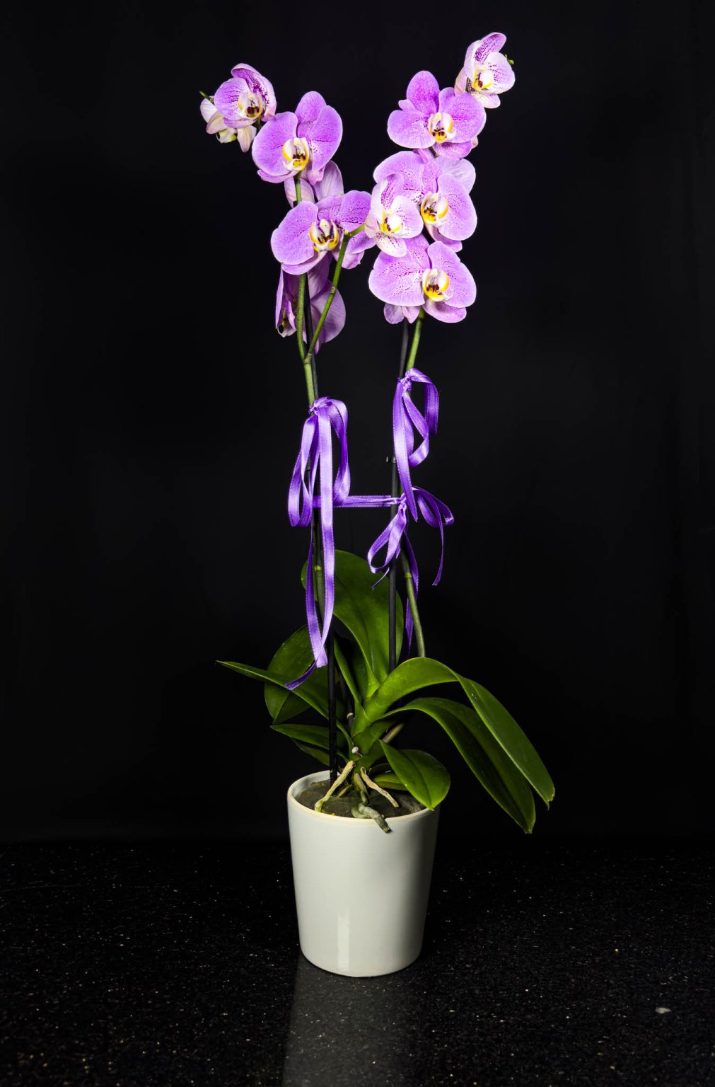 Çift Dallı Pembe Orkide