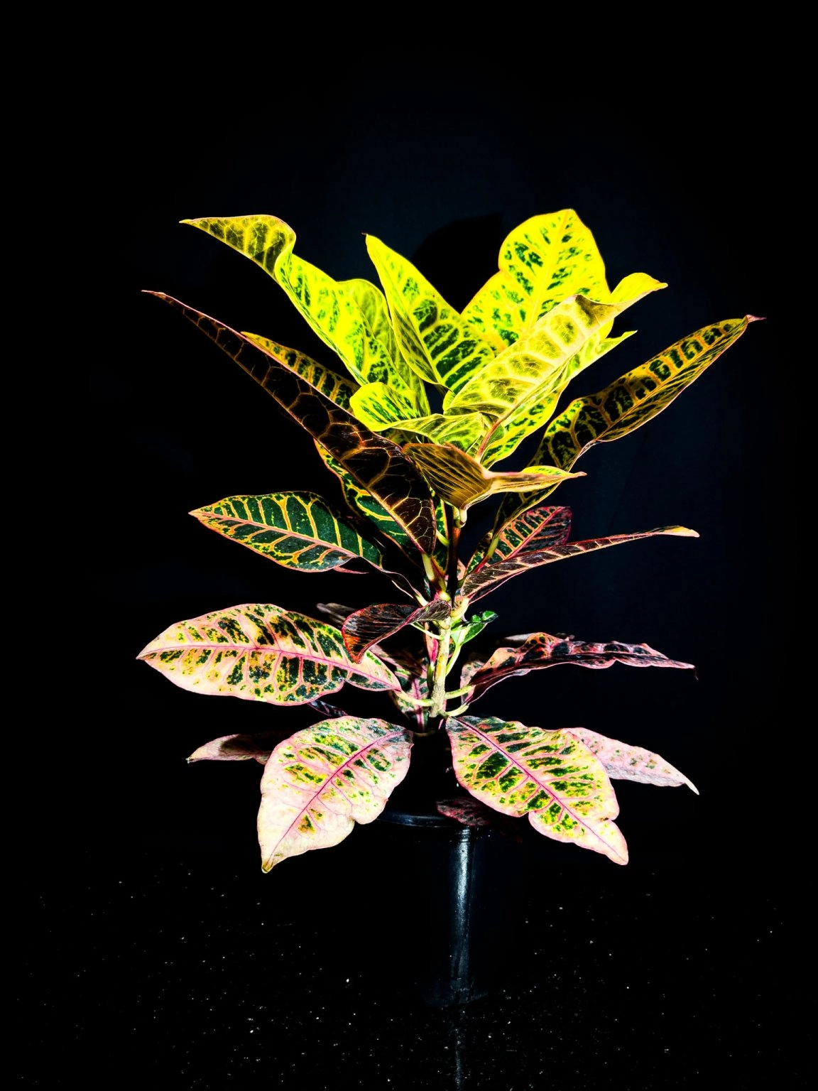 Croton Bitkisi (0Rta - Büyük Boy)