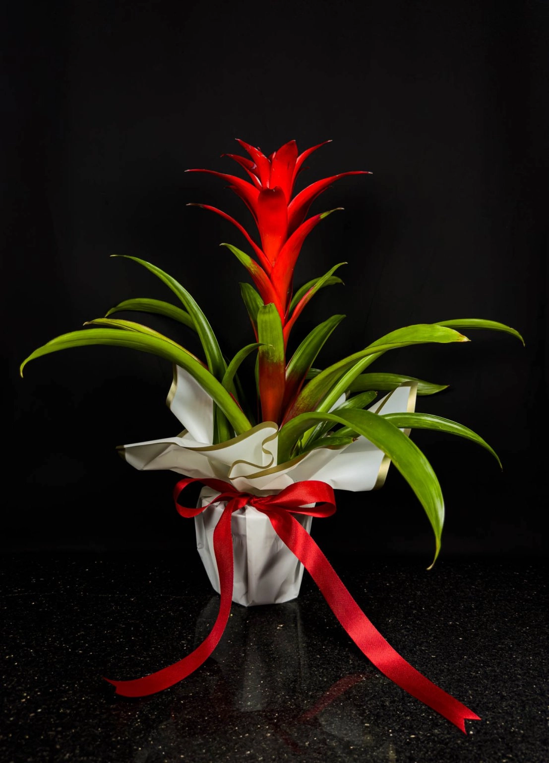 Kırmızı Guzmania Orta Boy