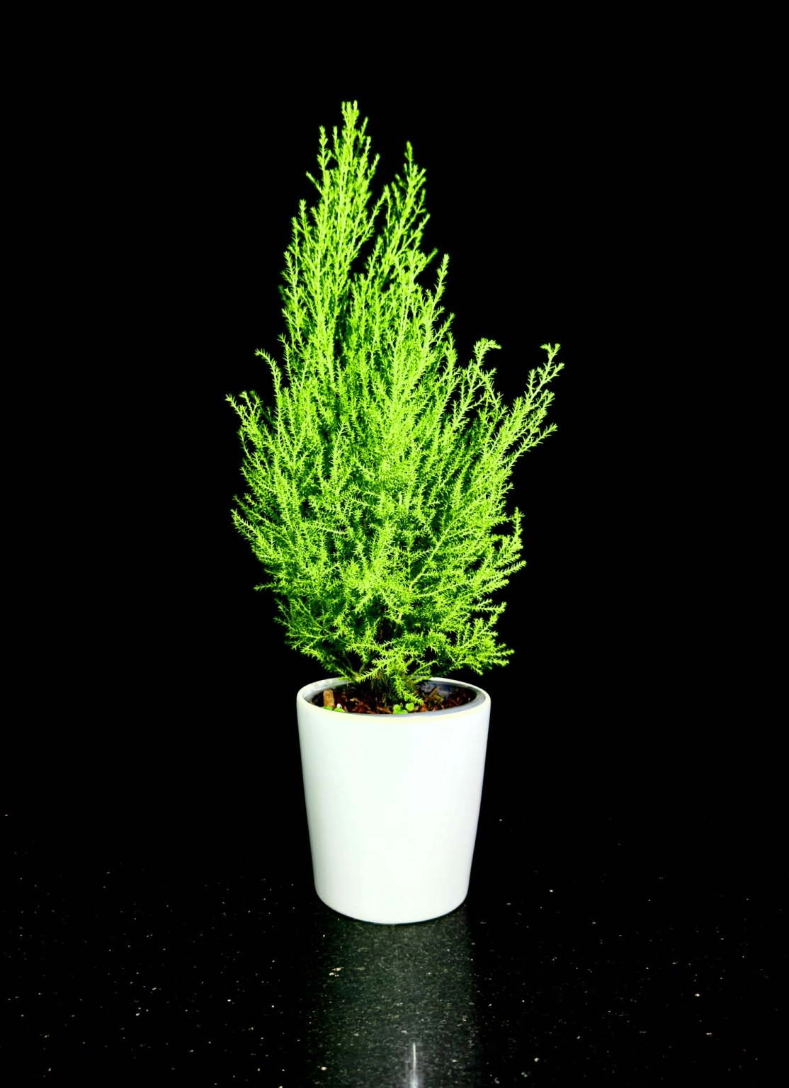 Limon Çamı Kısa Boy