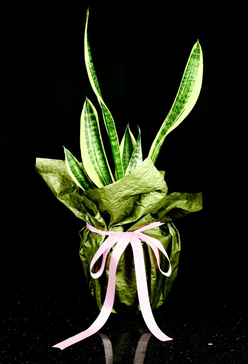 Paşa Kılıcı Orta Boy