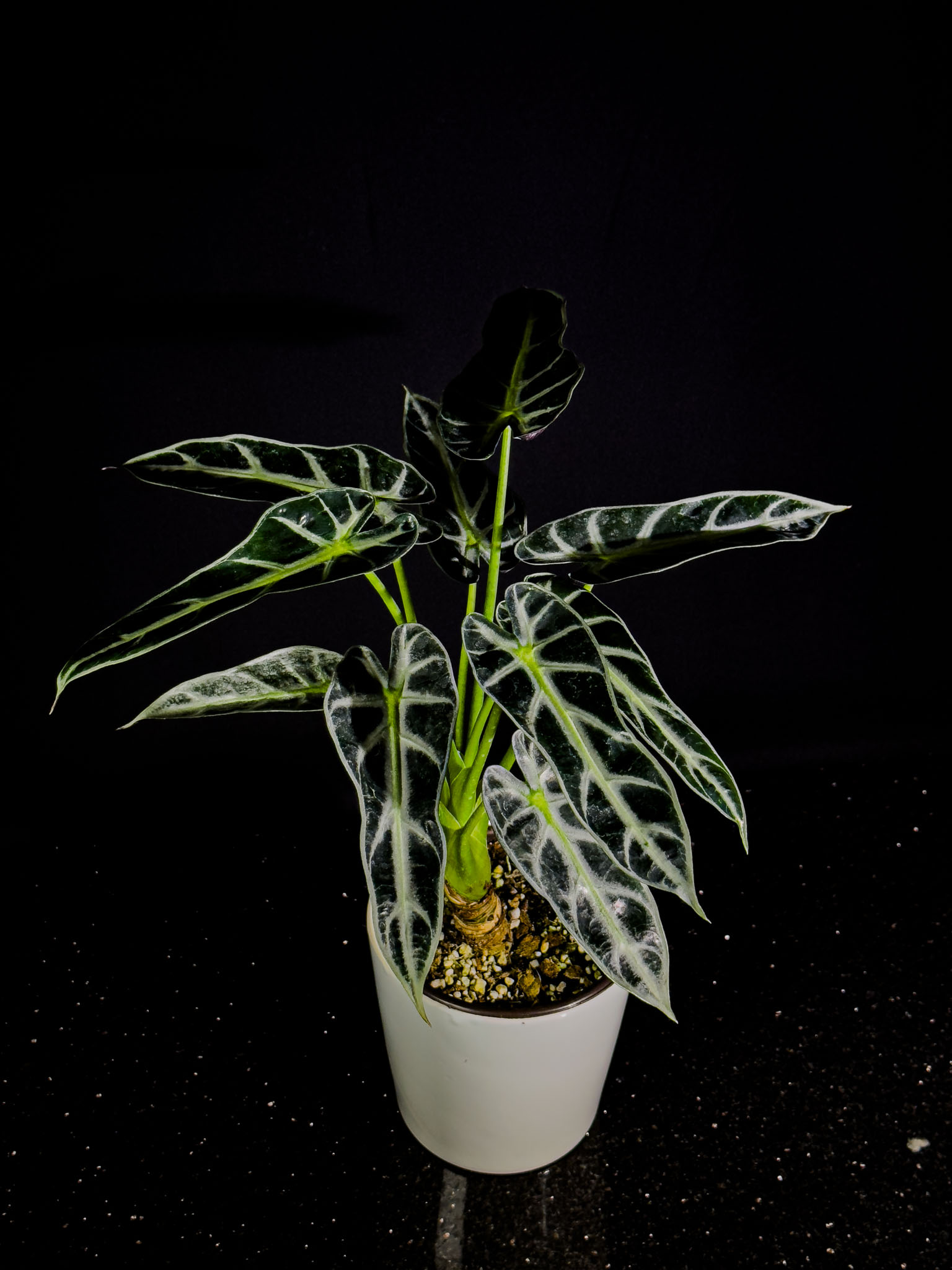 Alocasia Polly (Fil Kulağı) Kısa Boy
