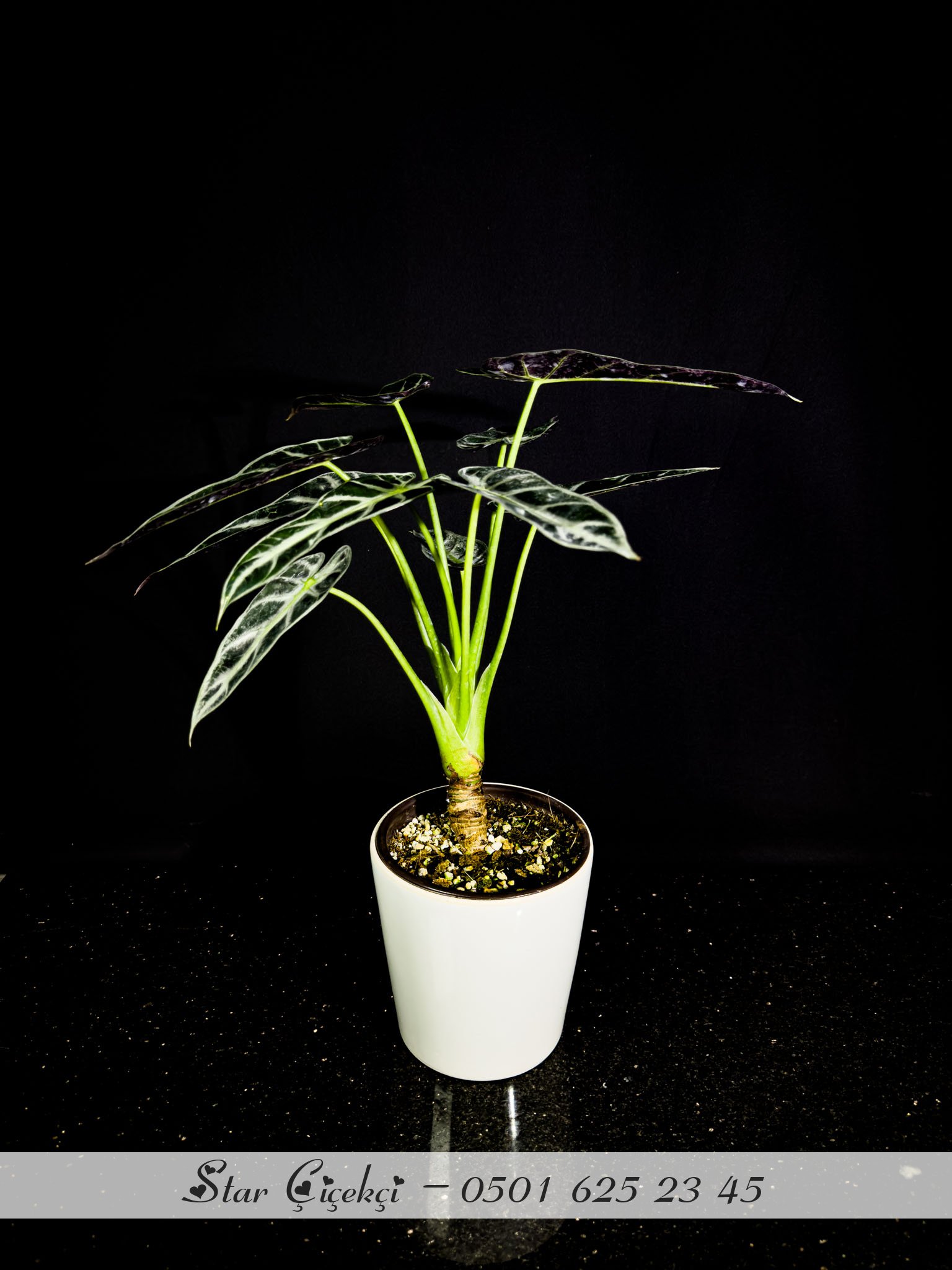 Alocasia Polly (Fil Kulağı) Kısa Boy