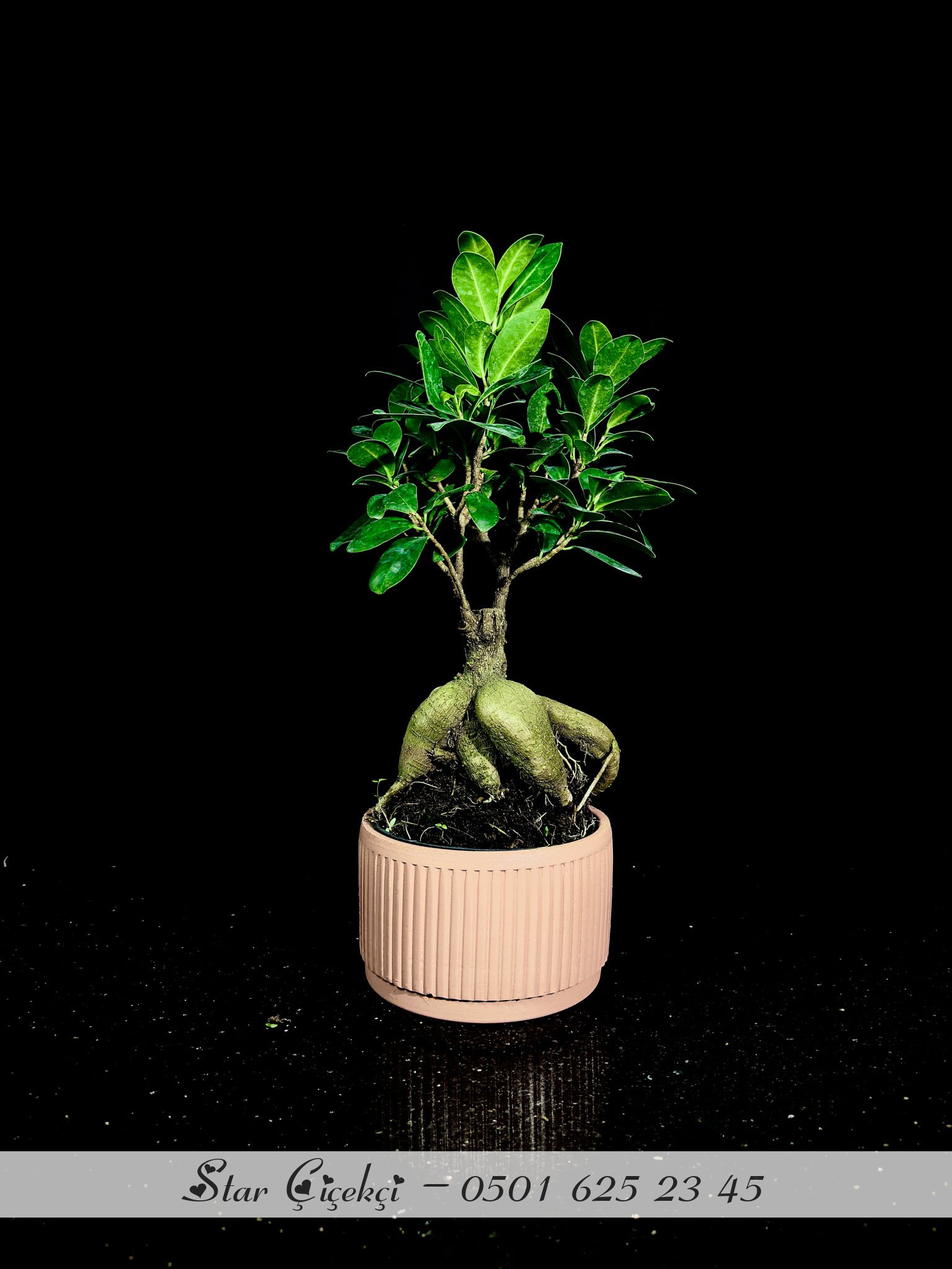 Bonsai Ağacı -  Kısa Boy