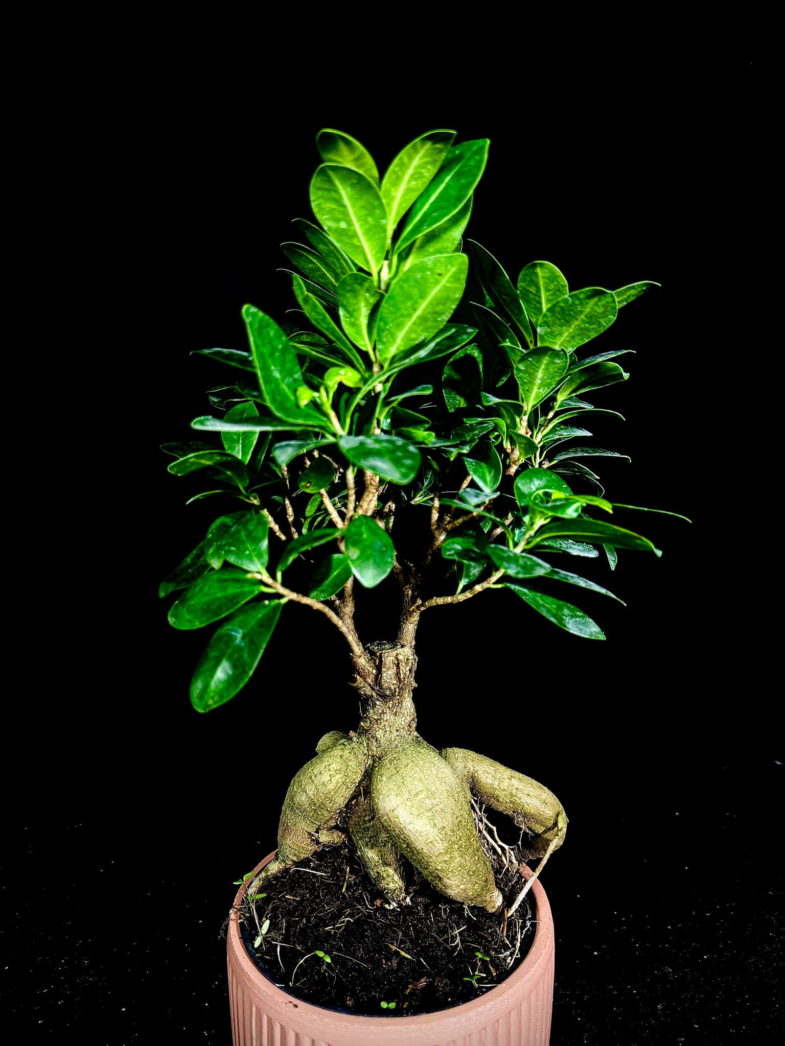 Bonsai Ağacı -  Kısa Boy