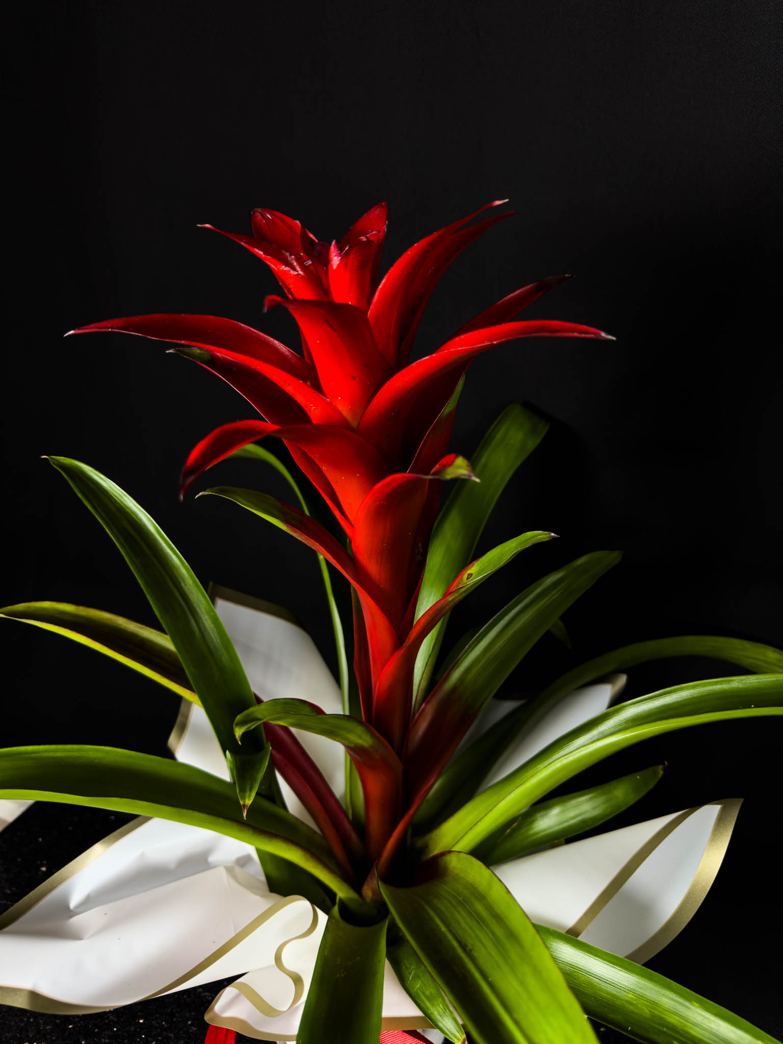 Kırmızı Guzmania Orta Boy