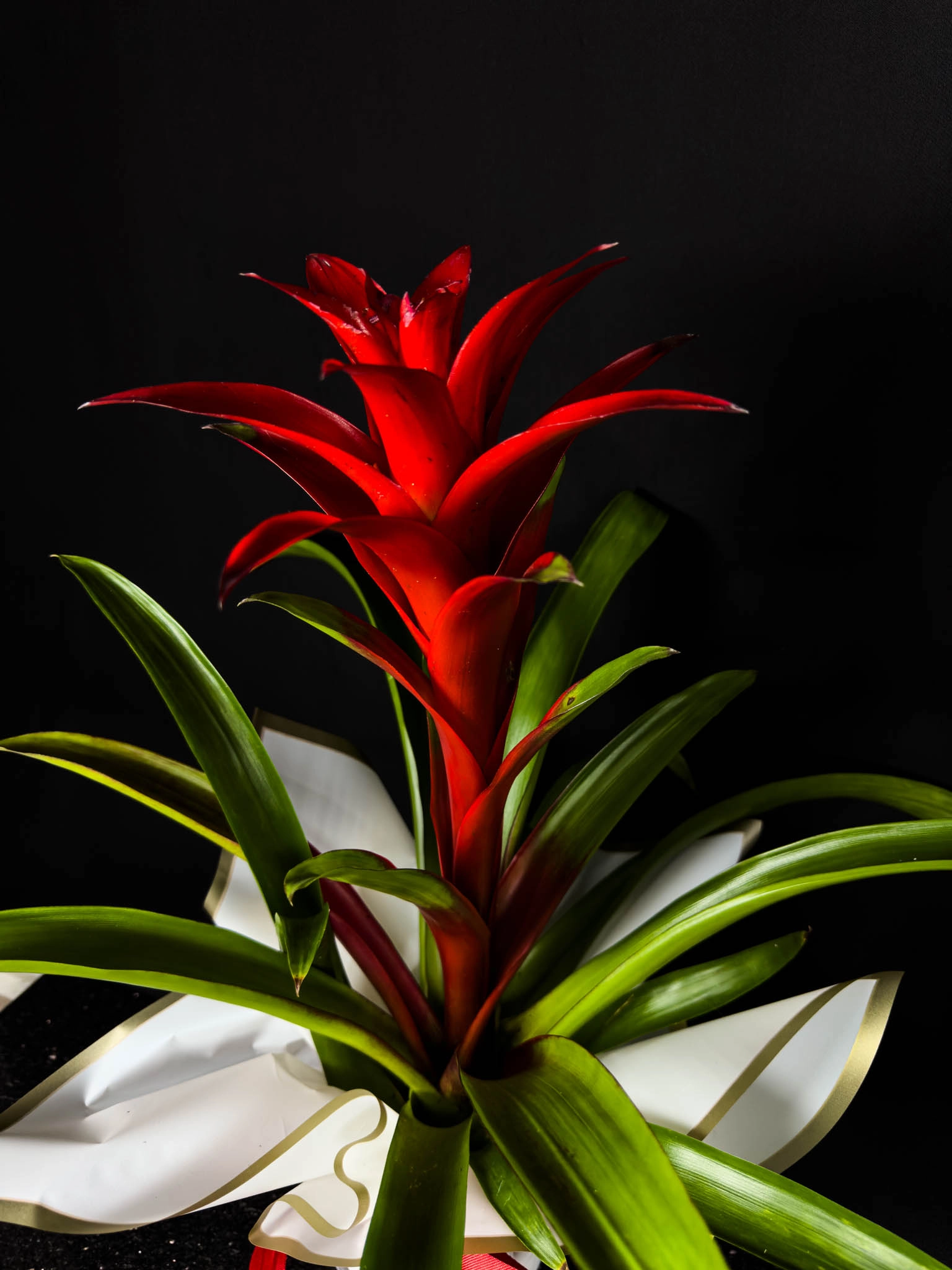 Kırmızı Guzmania Orta Boy