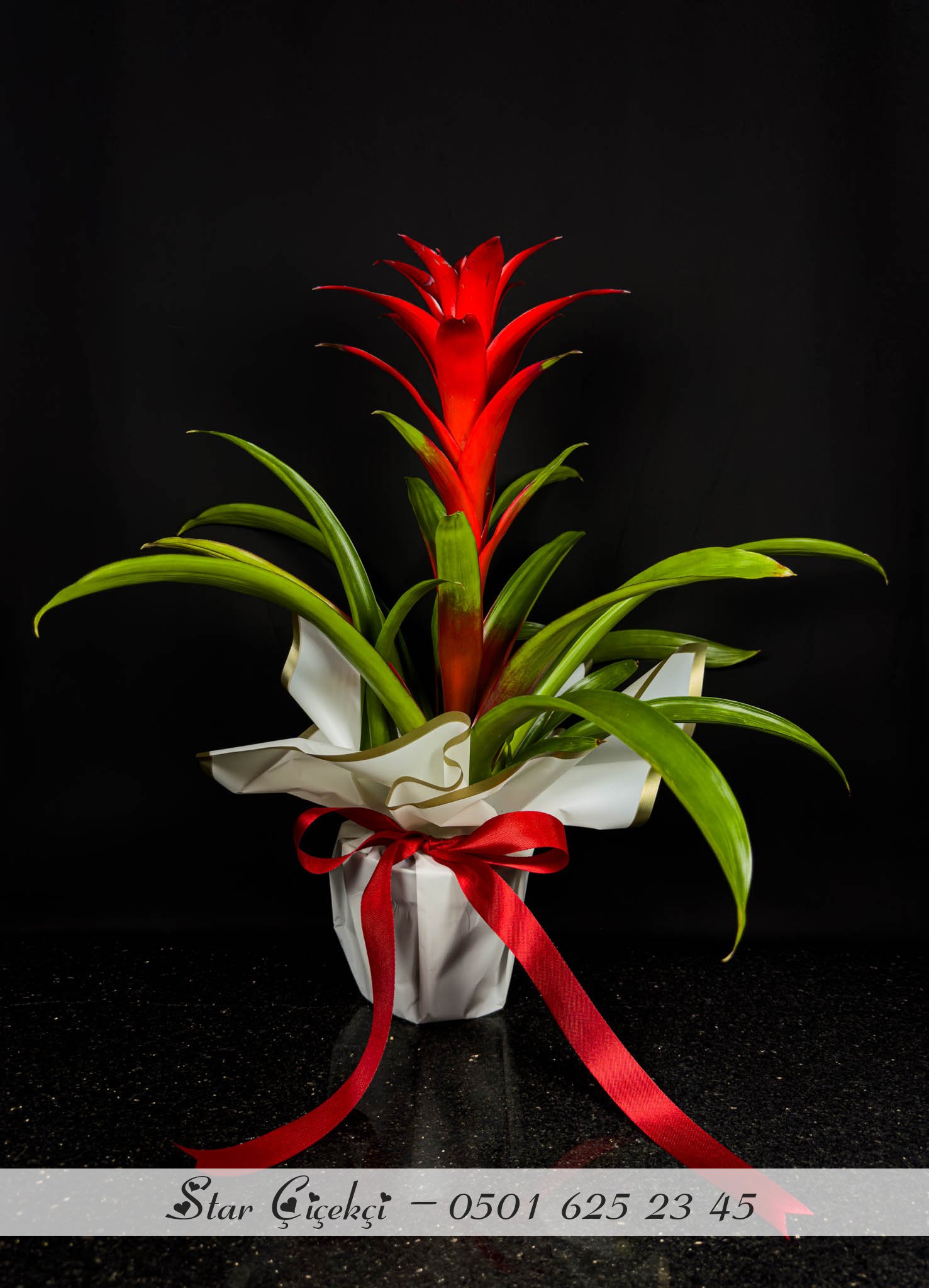 Kırmızı Guzmania Orta Boy