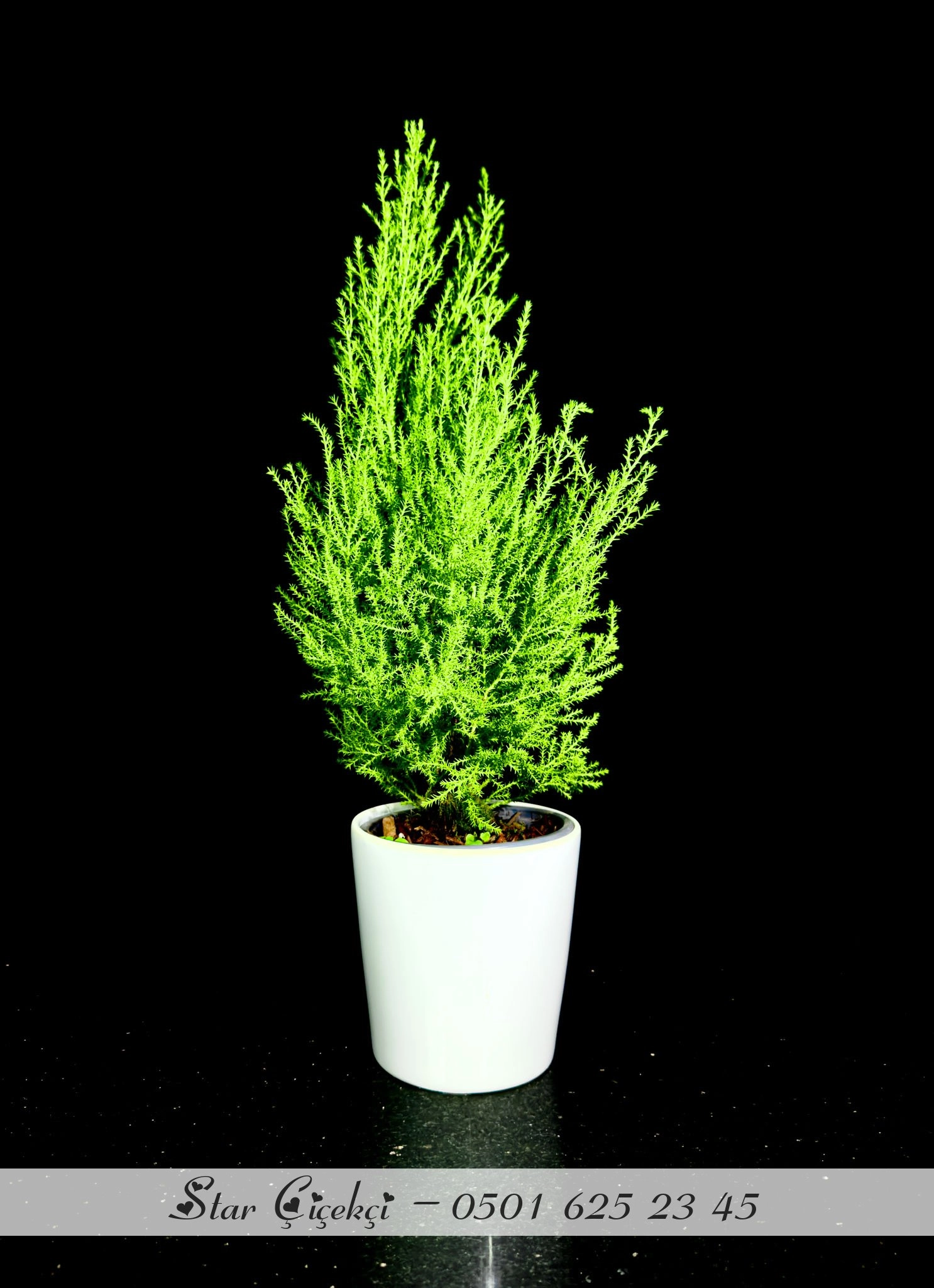 Limon Çamı Kısa Boy