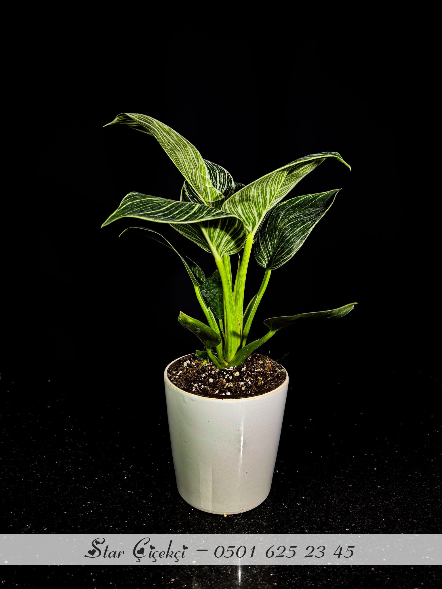 Philodendron Birkin Kısa Boy