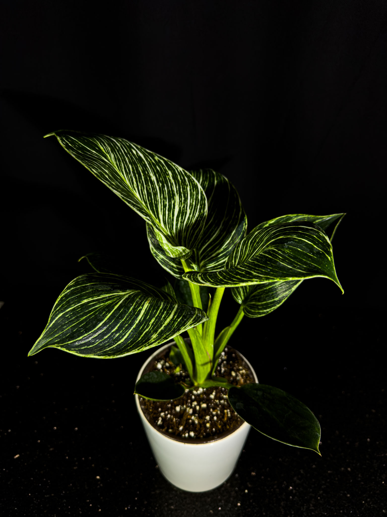 Philodendron Birkin Kısa Boy
